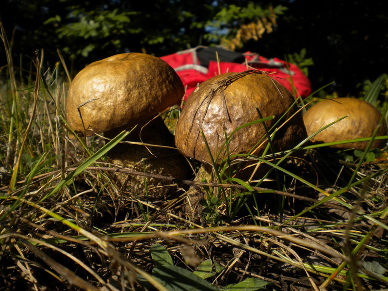 Leccinum