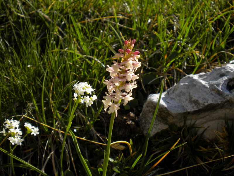 Gymnadenia