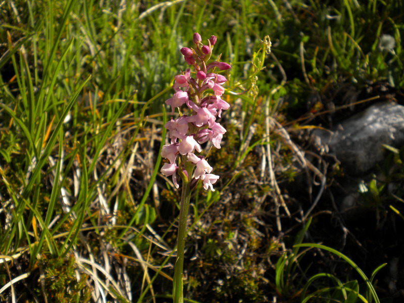 Gymnadenia