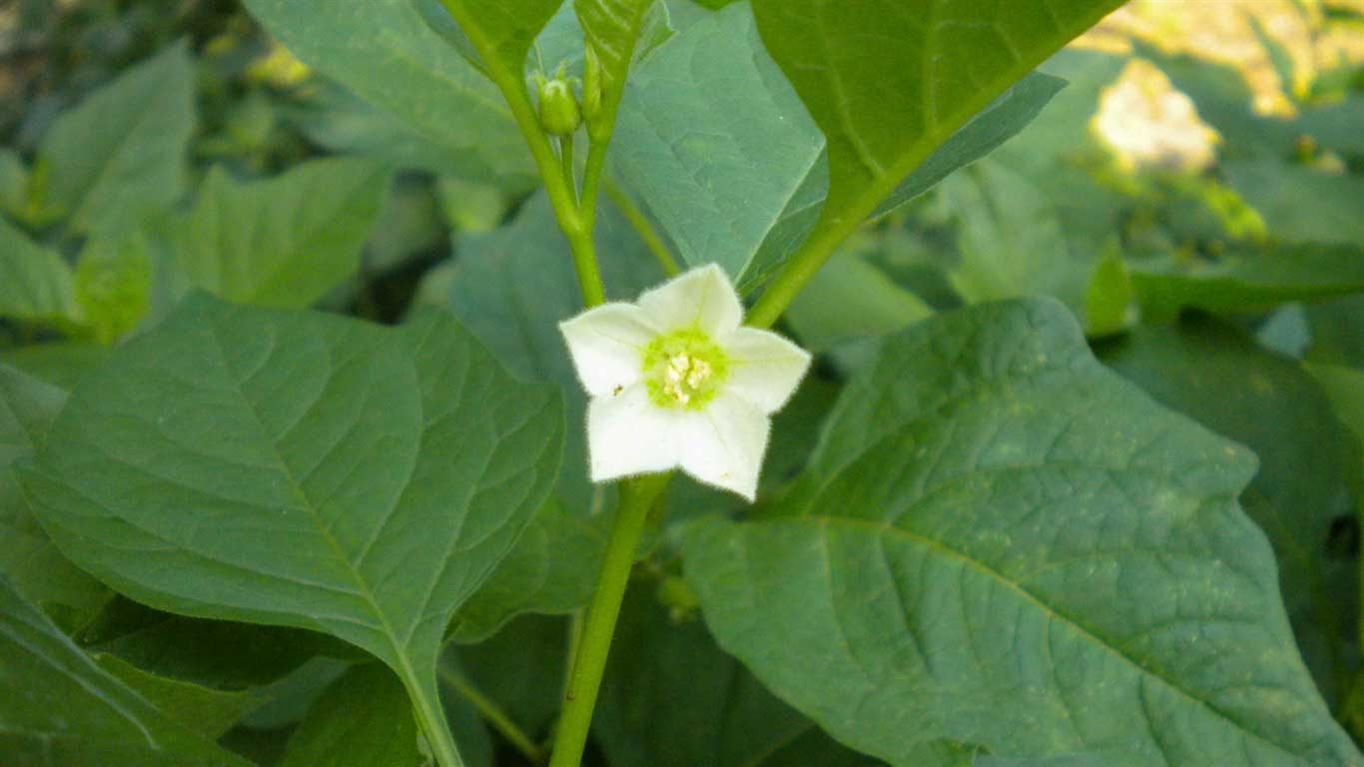 Physalis alkekengi