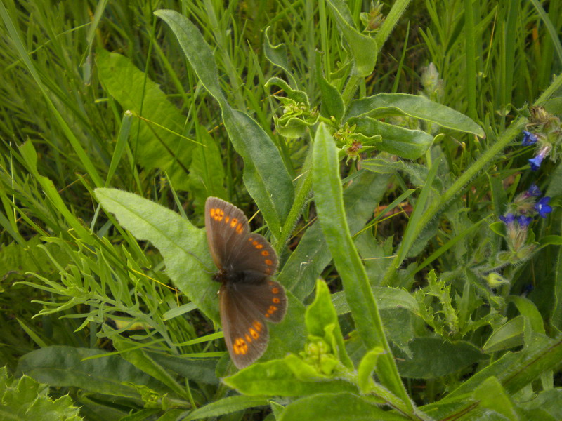 Erebia albergana - Nymphalidae Satyrinae