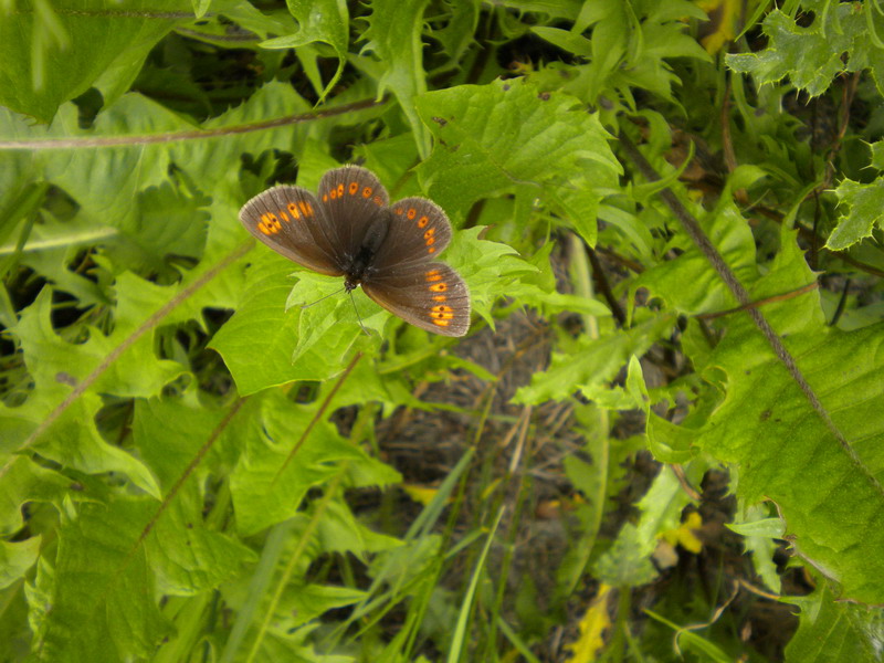 Erebia albergana - Nymphalidae Satyrinae