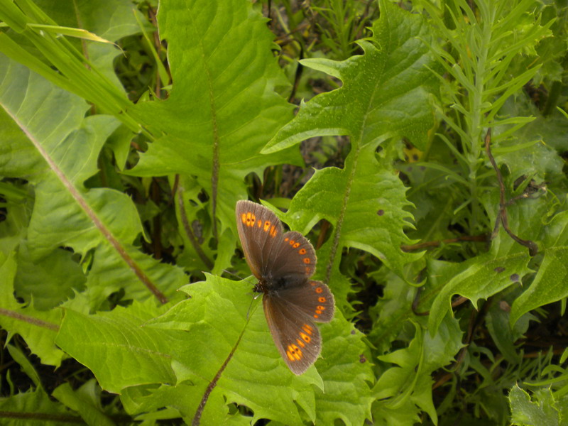 Erebia albergana - Nymphalidae Satyrinae