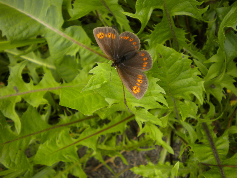 Erebia albergana - Nymphalidae Satyrinae