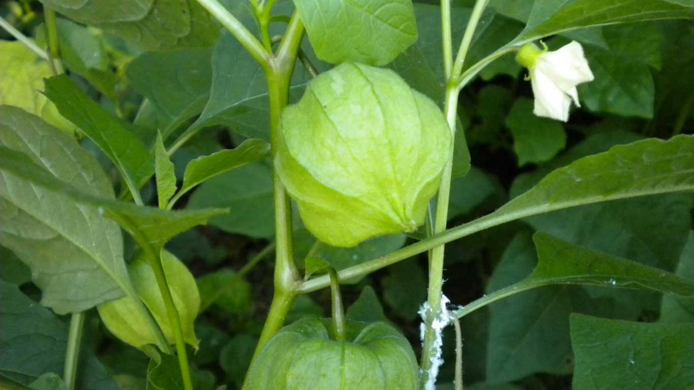 Physalis alkekengi