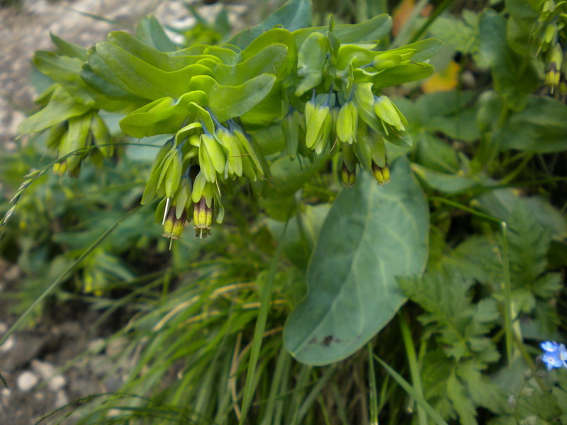 Cerinthe alpina (=C.glabra) / Erba vajola alpina