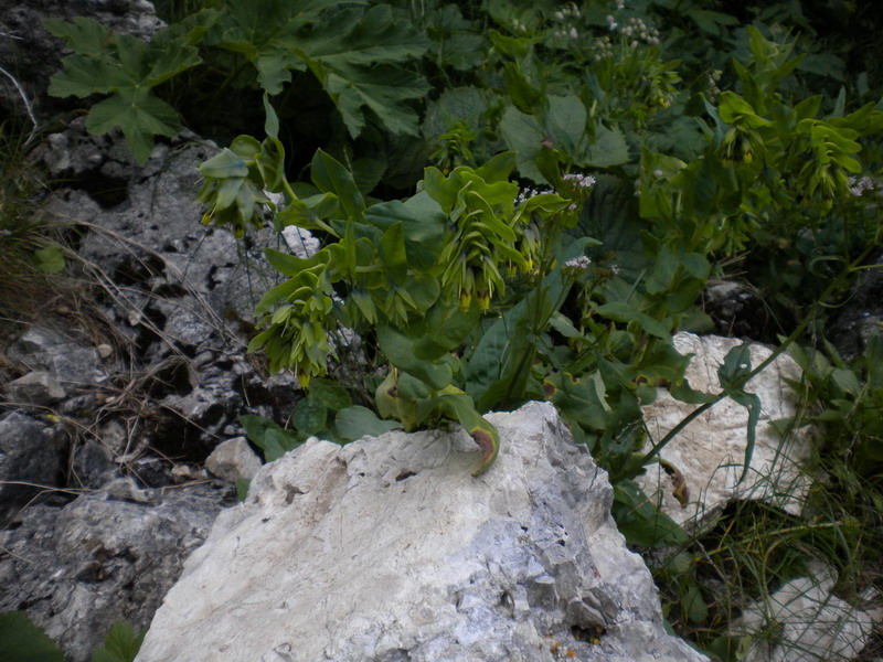 Cerinthe alpina (=C.glabra) / Erba vajola alpina