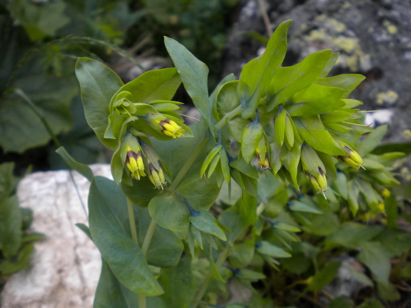 Cerinthe alpina (=C.glabra) / Erba vajola alpina