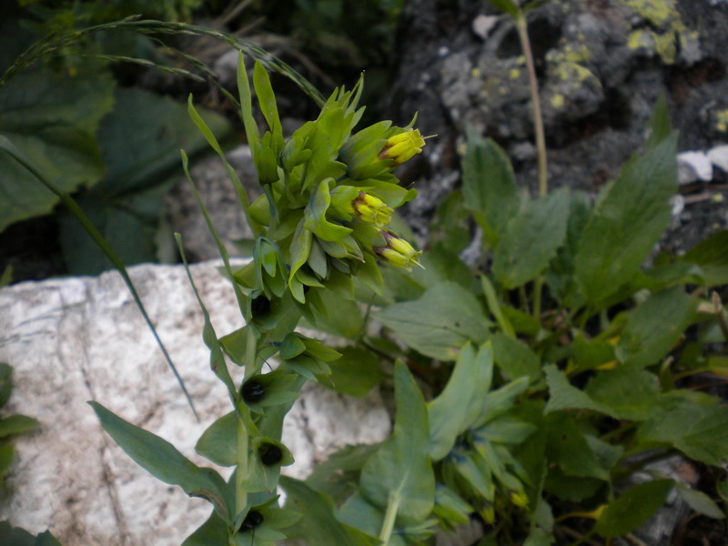 Cerinthe alpina (=C.glabra) / Erba vajola alpina