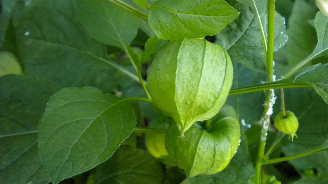 Physalis alkekengi