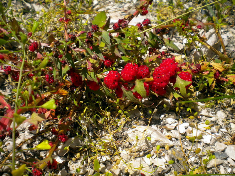 Blitum virgatum (=Chenopodium foliosum) / Farinello foglioso