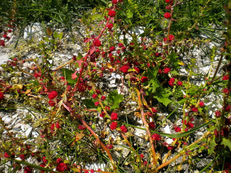 Blitum virgatum (=Chenopodium foliosum) / Farinello foglioso