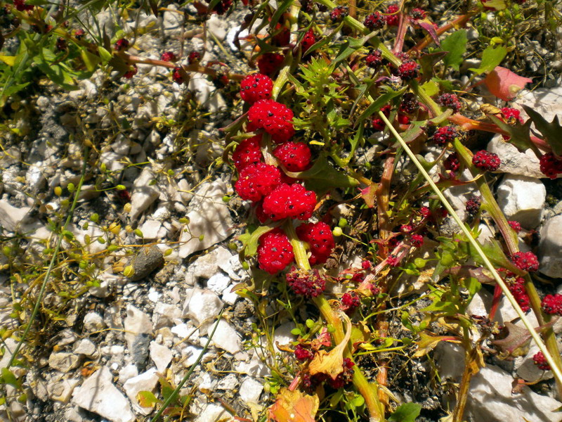 Blitum virgatum (=Chenopodium foliosum) / Farinello foglioso