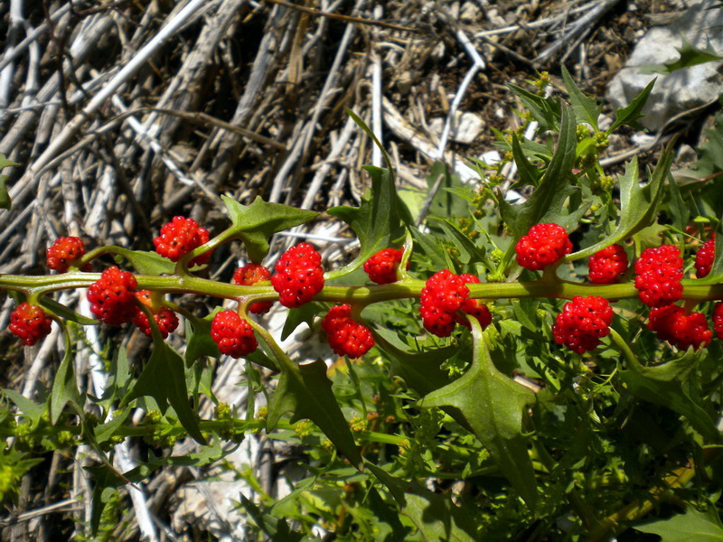 Blitum virgatum (=Chenopodium foliosum) / Farinello foglioso