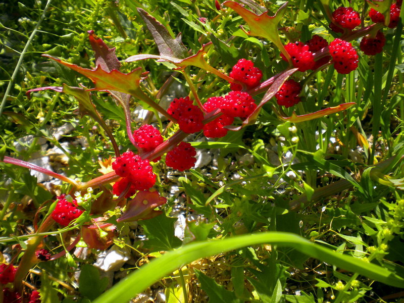 Blitum virgatum (=Chenopodium foliosum) / Farinello foglioso