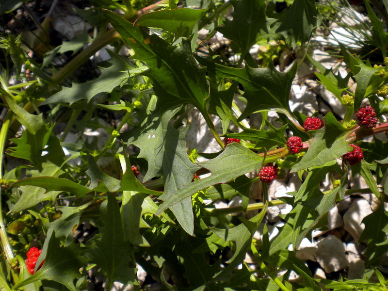 Blitum virgatum (=Chenopodium foliosum) / Farinello foglioso