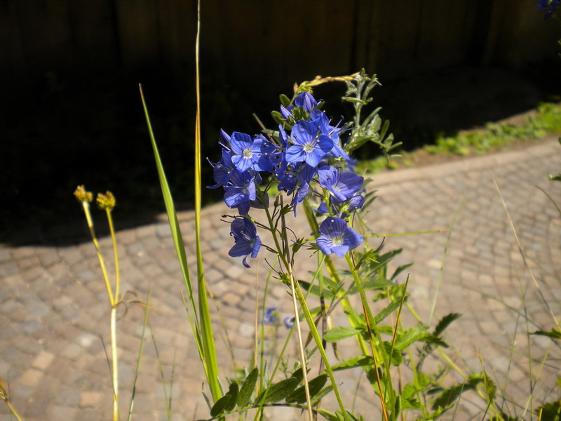 Plantaginaceae: Veronica cfr. chamaedrys