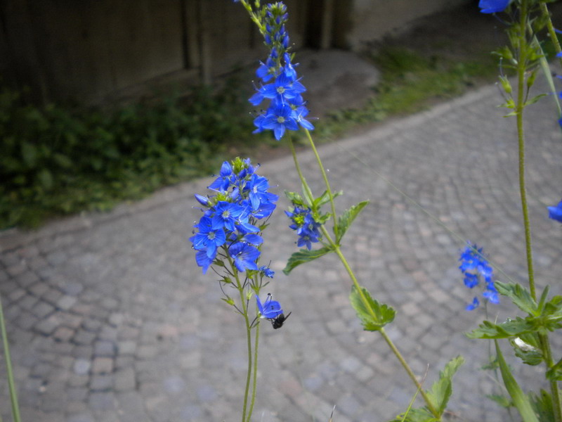 Plantaginaceae: Veronica cfr. chamaedrys