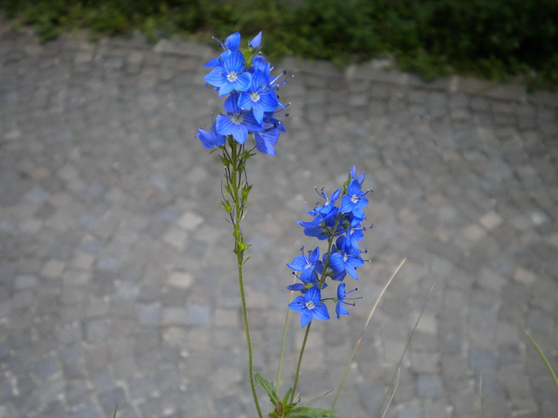 Plantaginaceae: Veronica cfr. chamaedrys