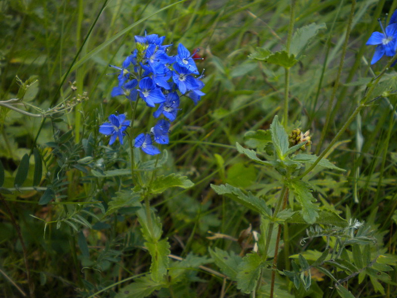 Plantaginaceae: Veronica cfr. chamaedrys