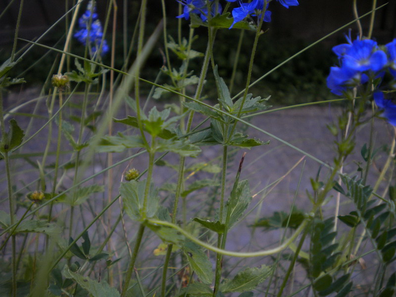 Plantaginaceae: Veronica cfr. chamaedrys