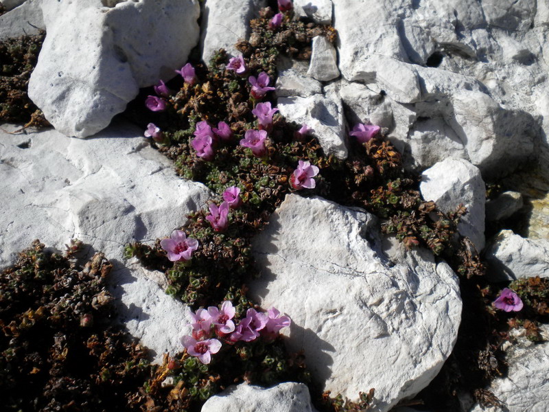 Saxifraga oppositifolia