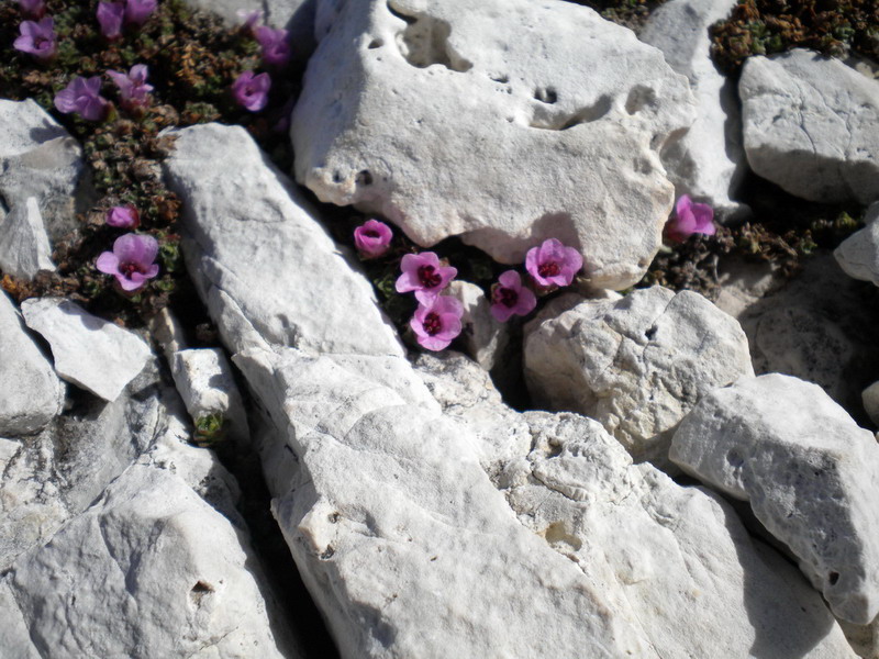 Saxifraga oppositifolia