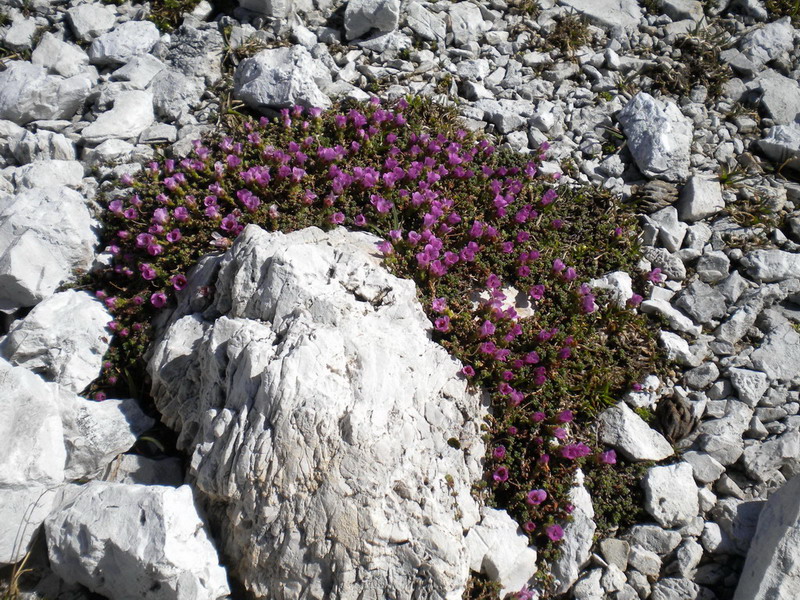 Saxifraga oppositifolia