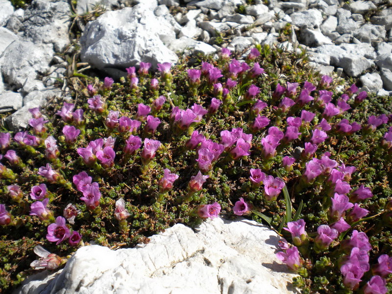 Saxifraga oppositifolia