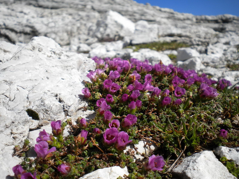 Saxifraga oppositifolia