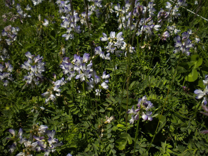 Astragalus alpinus / Astragalo alpino