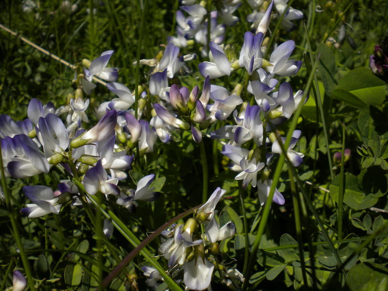 Astragalus alpinus / Astragalo alpino