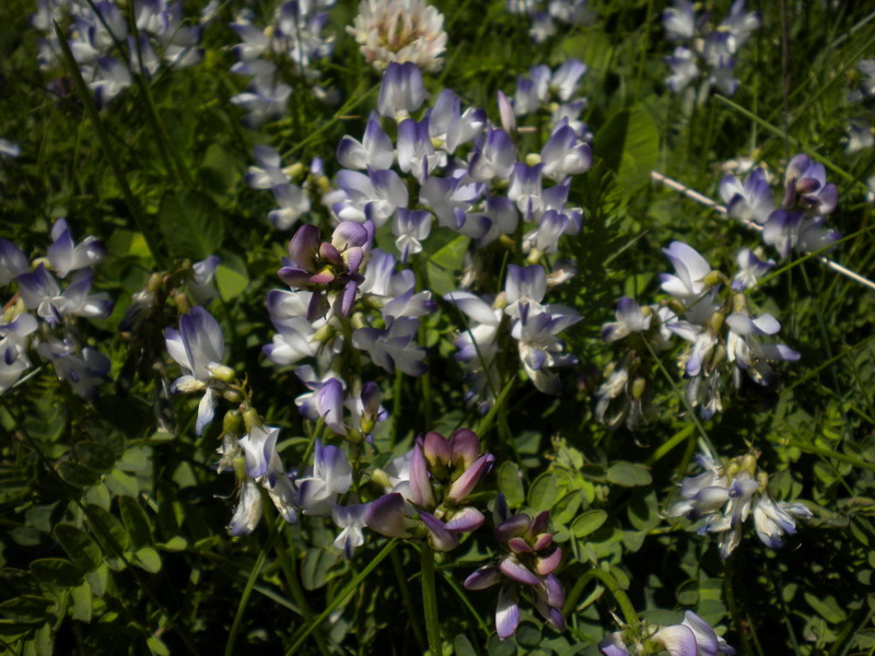 Astragalus alpinus / Astragalo alpino