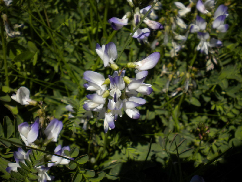 Astragalus alpinus / Astragalo alpino