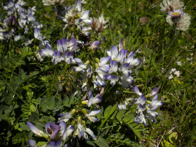 Astragalus alpinus / Astragalo alpino