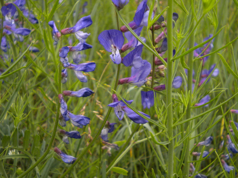 Vicia onobrychioides / Veccia astragalina