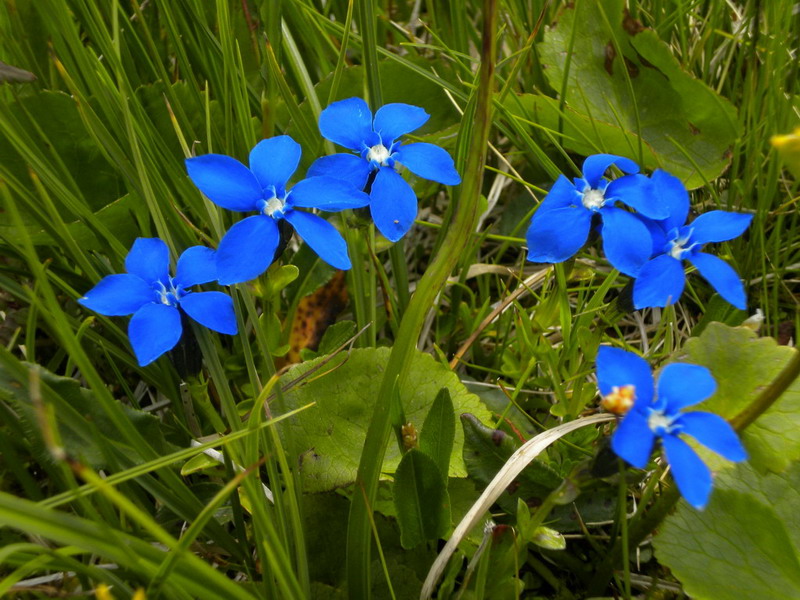 Genzianacea - Gentiana verna