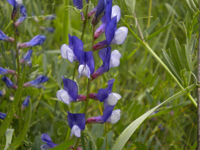 Vicia onobrychioides / Veccia astragalina