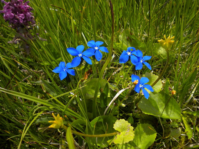 Genzianacea - Gentiana verna