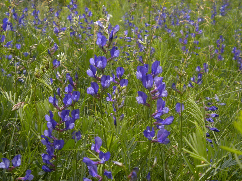 Vicia onobrychioides / Veccia astragalina