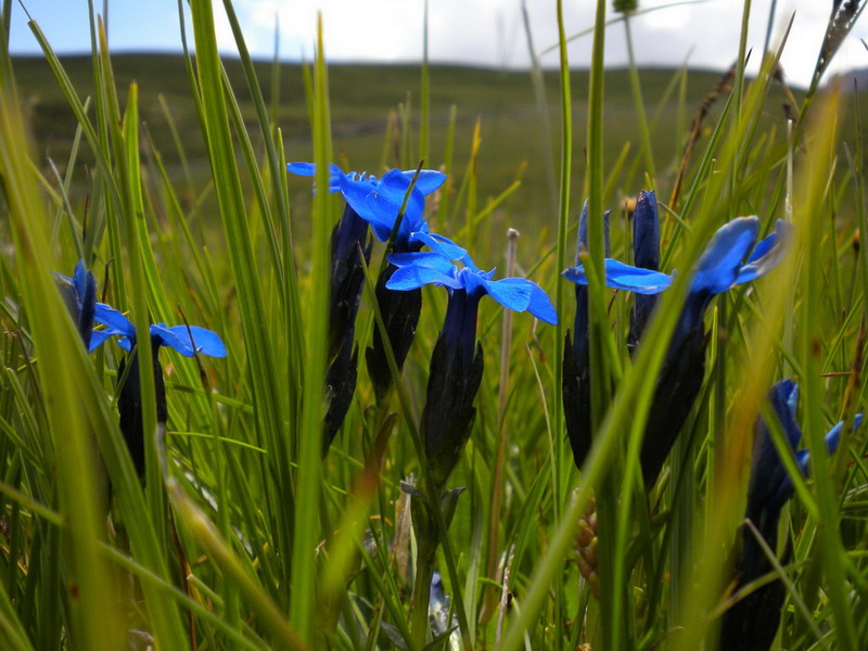 Genzianacea - Gentiana verna