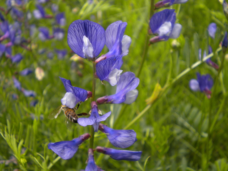 Vicia onobrychioides / Veccia astragalina