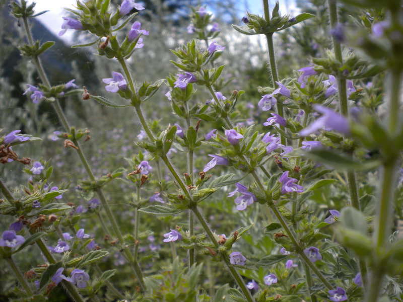 Acinos arvensis