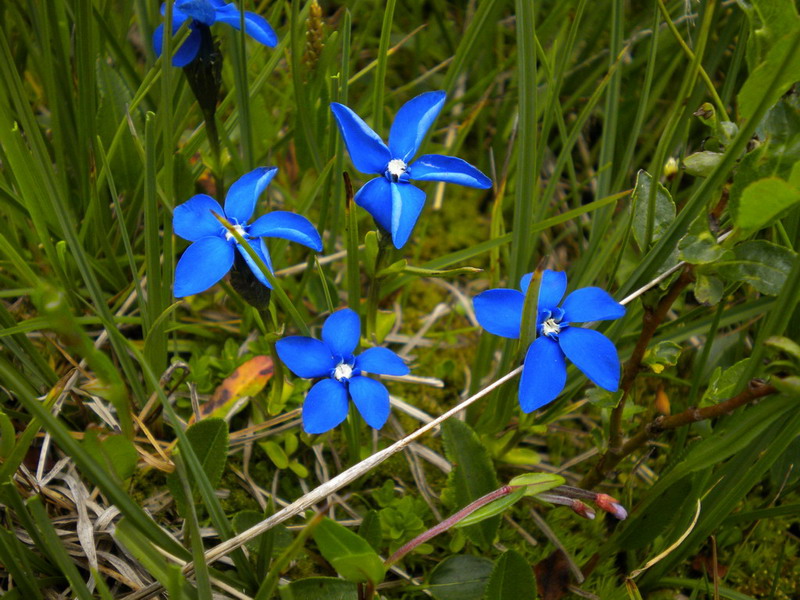 Genzianacea - Gentiana verna