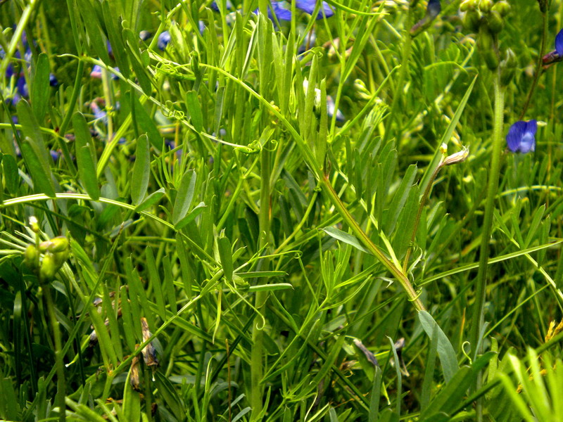 Vicia onobrychioides / Veccia astragalina