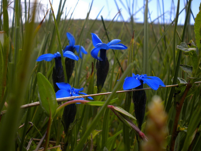 Genzianacea - Gentiana verna