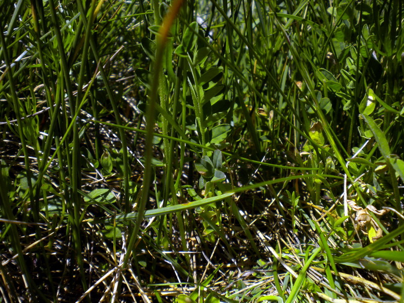 Astragalus alpinus / Astragalo alpino