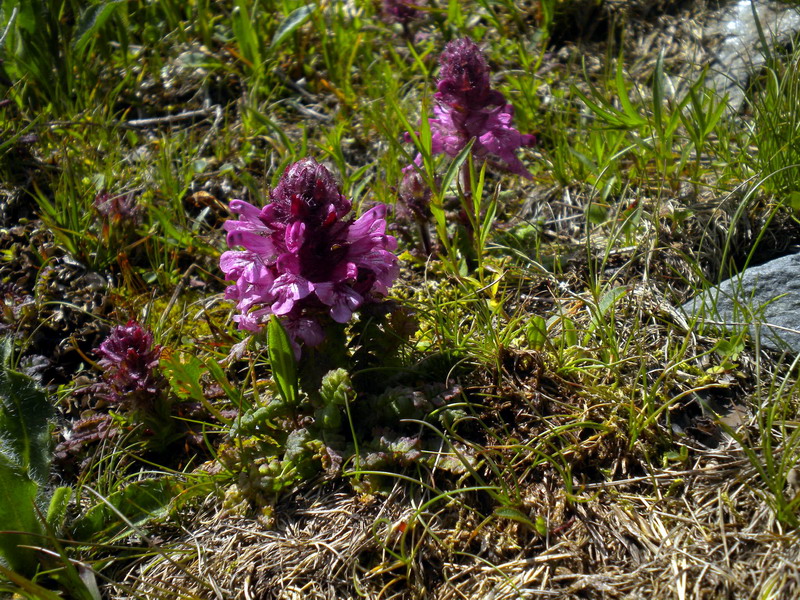 Pedicularis verticillata