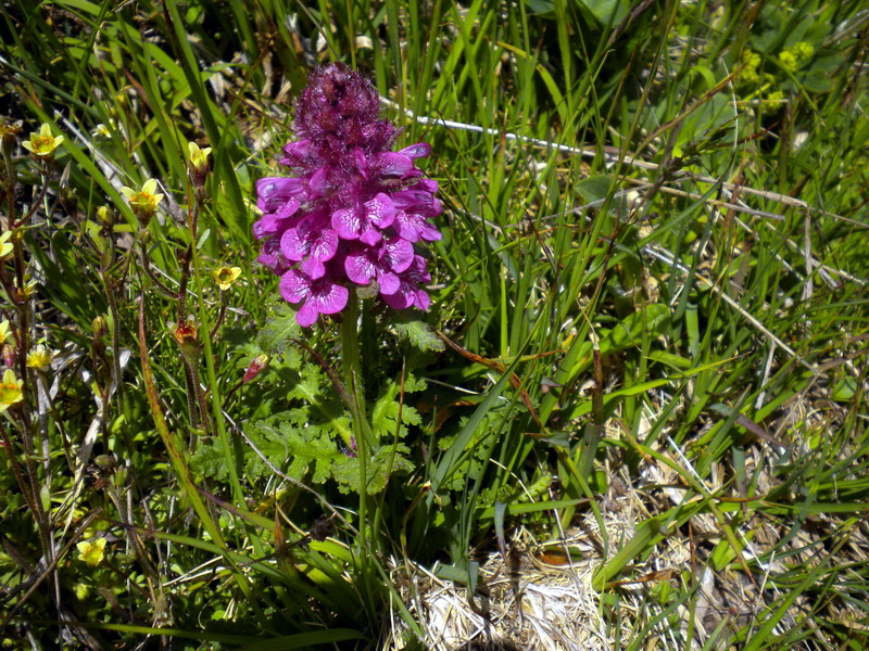 Pedicularis verticillata