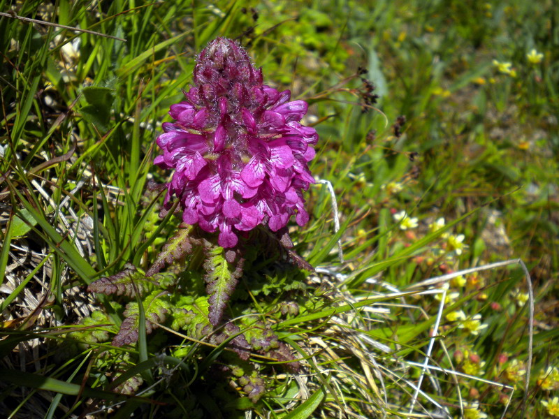 Pedicularis verticillata